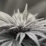 Nahaufnahme einer Cannabisblüte zur Illustration der Betäubungsmittelkriminalität