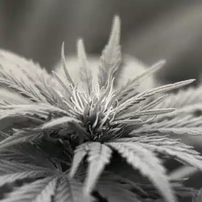 Nahaufnahme einer Cannabisblüte zur Illustration der Betäubungsmittelkriminalität