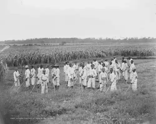 Jugendliche Strafgefangene bei der Feldarbeit, 1903