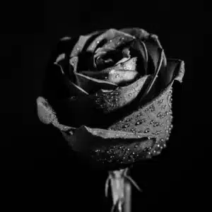 Schwarze Rose als Symbol für Macht, Familie und Vergänglichkeit in Der Pate (1972).