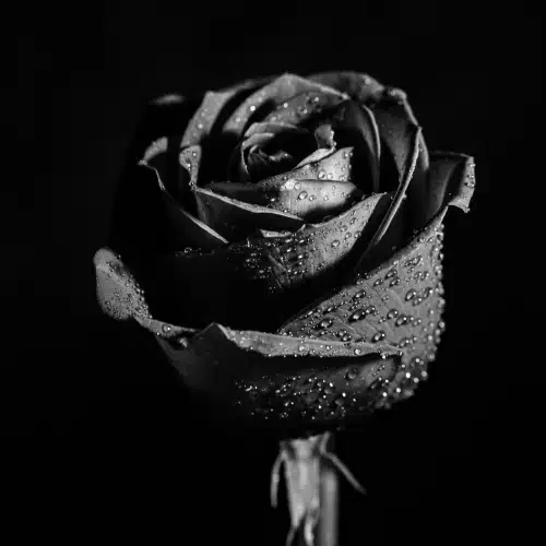 Schwarze Rose als Symbol für Macht, Familie und Vergänglichkeit in Der Pate (1972).