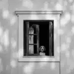Sanktionen und soziale Kontrolle: Formen, Funktionen und Bedeutung Hund beobachtet aus einem Fenster – Sinnbild für informelle soziale Kontrolle und soziale Beobachtung im Alltag