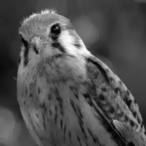 Turmfalke als Symbol für Freiheit, Verantwortung und Hoffnung im Film „Kes“ (1969).