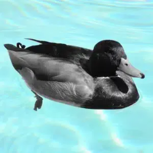 Ente in einem Swimmingpool – wiederkehrendes Symbol für Familie und Verlustängste in The Sopranos (1999–2007).