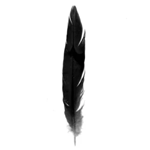 Schwarze Vogelfeder als Symbol für die Serie Black Bird und Larry Halls Faszination für Vögel.