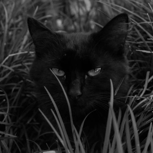 Schwarze Katze im hohen Gras als Symbolmotiv zu Don’t F**k with Cats (2019)