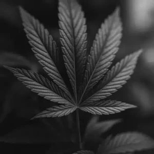 Cannabis-Blatt