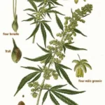 Cannabis Sativa nach Atlas des plantes de France. 1891