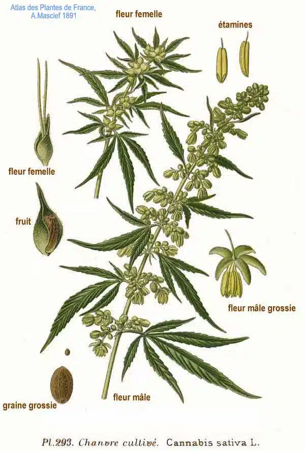 Cannabis Sativa nach Atlas des plantes de France. 1891