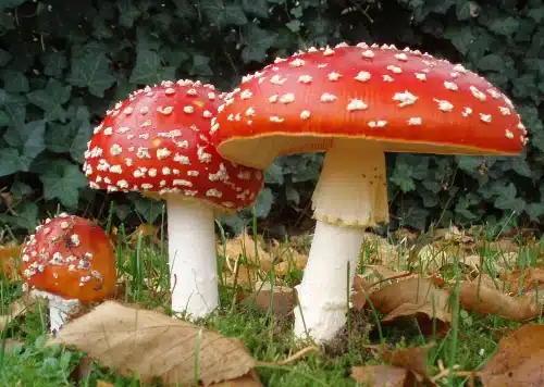 Fliegenpilze im Wald – Symbolbild für legale psychoaktive Pflanzen