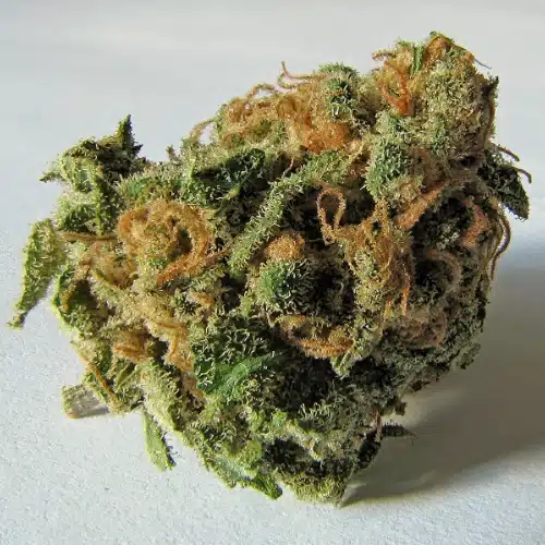 Cannabis-Blüte